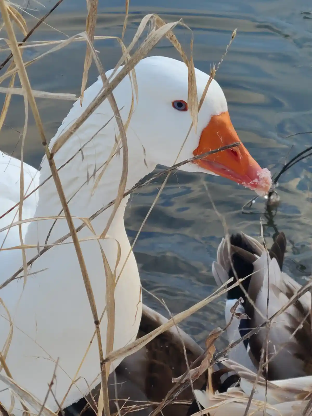 A close-up photo shows a white goose with an orange beak and blue eye, partially obscured by dry reeds, floating on water…
