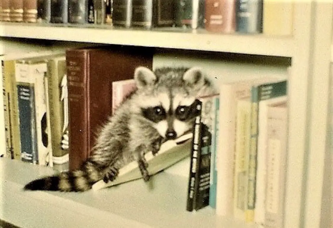A raccoon is peeking out from behind books on a library shelf, appearing to be reading or browsing. The image has text…