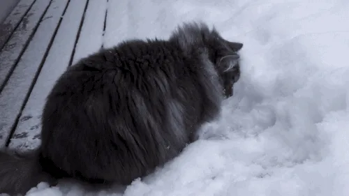 A black cat sits in snow on a wooden deck, shown in six sequential frames. The cat initially faces away, then turns to lick…