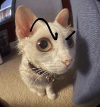 A white cat with large, expressive eyes sits on a couch, looking slightly dazed or uninterested. A black squiggly line is…