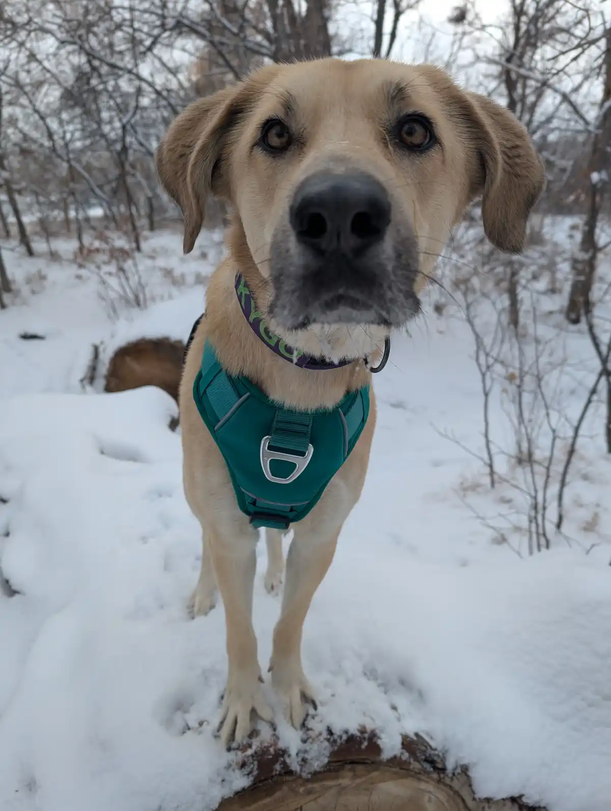 A light brown dog with floppy ears and a green harness stands in a snowy forest, looking directly at the camera with…