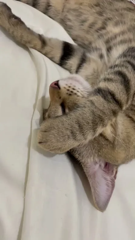 A tabby cat is lying on its back on a white sheet, one paw covering its face, appearing to be sleeping or resting. The…