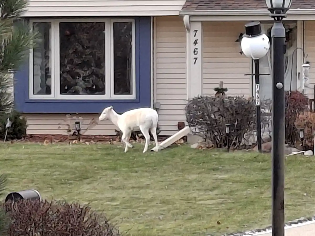 A white lamb walks across a green lawn in front of a beige house with blue trim and the number 7467 on the wall. A street…