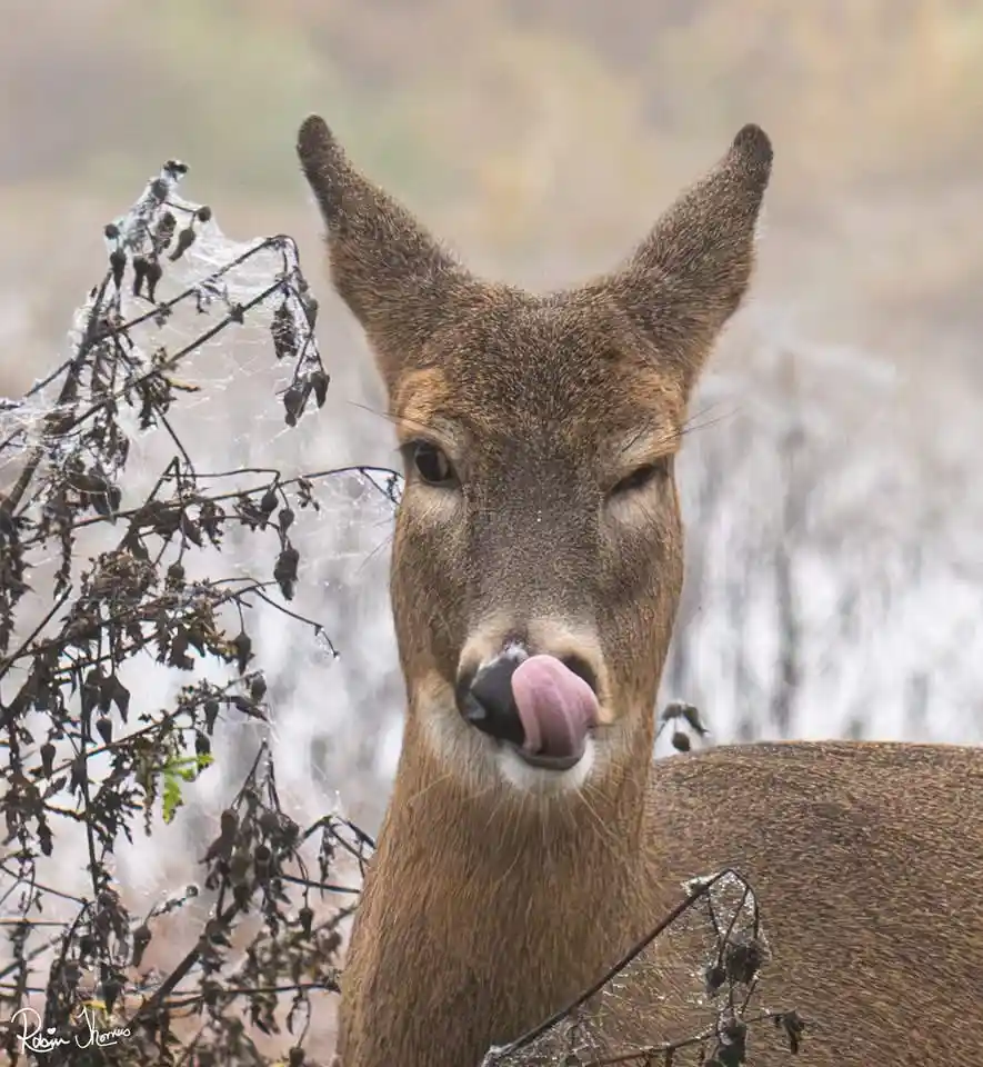 A close-up photo of a deer with its pink tongue sticking out, licking its nose. The deer is surrounded by frosty, bare…