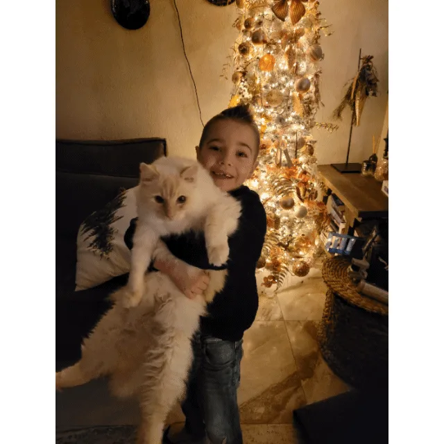 A collage of six photos featuring a fluffy, light-colored cat in various poses and settings: being held by a child in front…