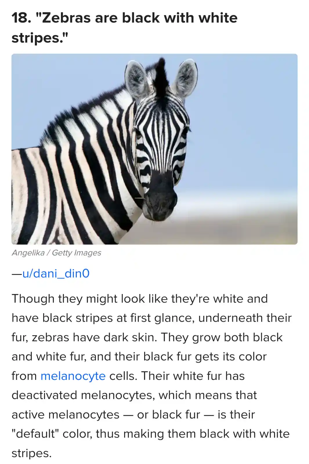 A close-up photograph of a zebra's head and neck against a clear blue sky, with the overlaid text 'Zebras are black with…