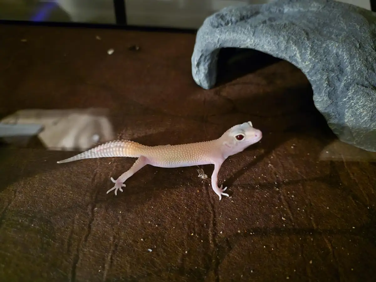 A pale pink gecko with a textured, bumpy body and large red eyes is seen inside a terrarium, standing on a brown substrate…