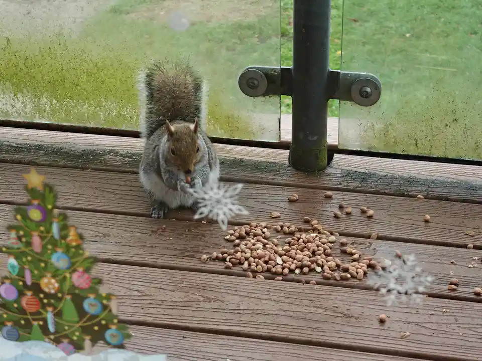 A gray squirrel sits on a wooden deck outside a glass door, eating peanuts scattered around it. The image has been digitally…