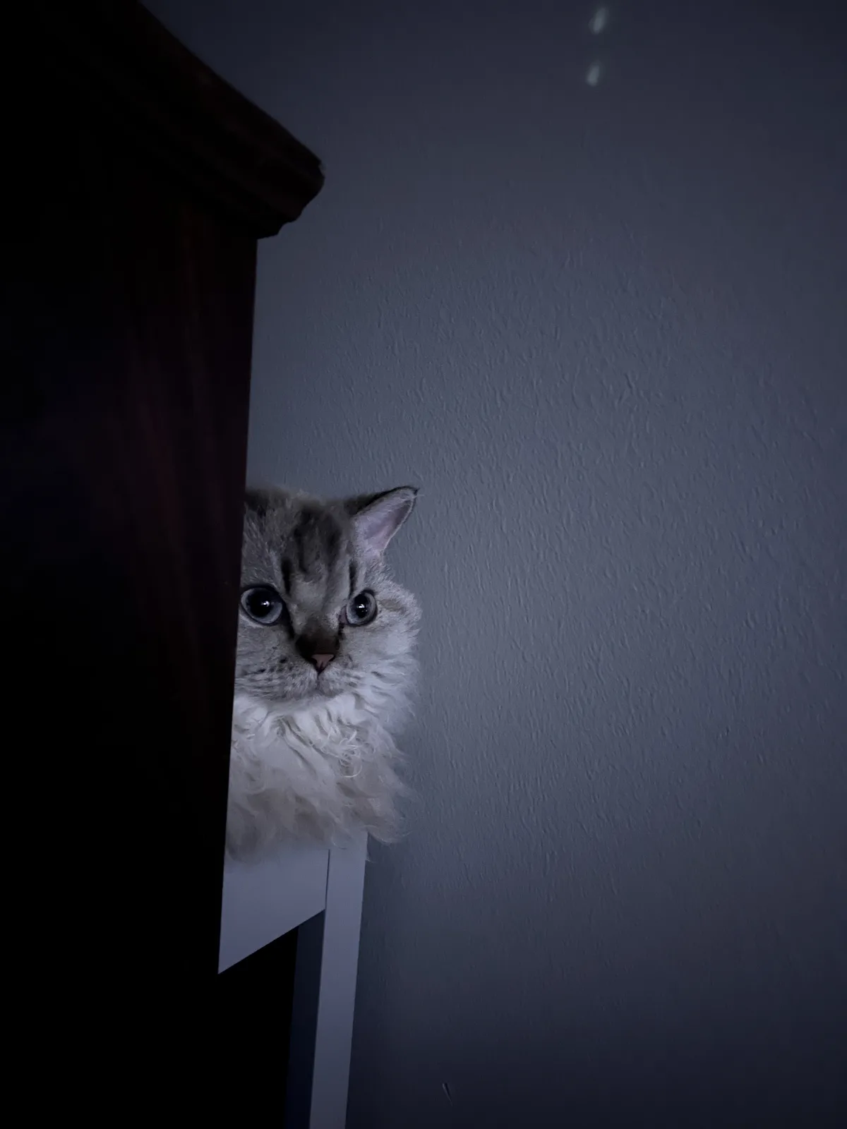 A fluffy, long-haired cat with wide, startled eyes peeks out from behind a dark wooden piece of furniture in a dimly lit…