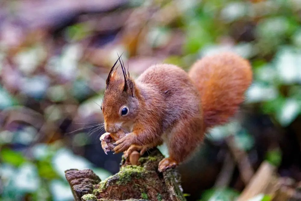 A red squirrel with prominent tufted ears is perched on a mossy tree stump, intently eating a piece of food. The image has…