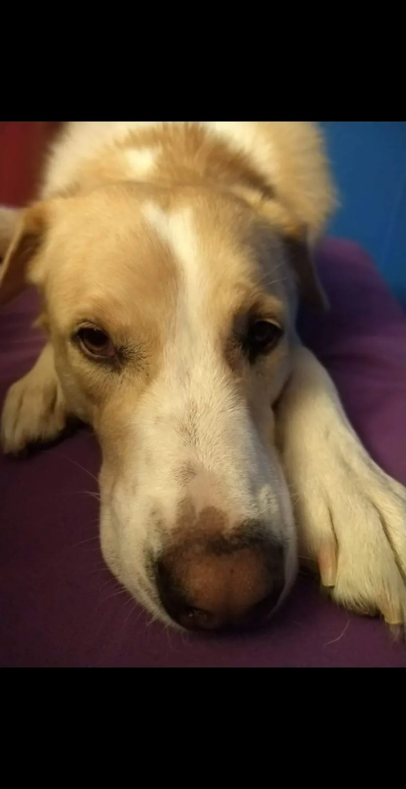 A close-up photo of a light brown and white dog with a sad, droopy expression, resting its head on a purple surface with its…