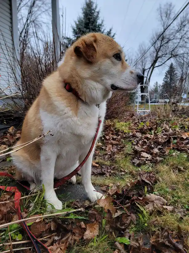 A tan and white dog wearing a red leash and collar sits patiently outdoors on a patch of grass and fallen leaves, looking…
