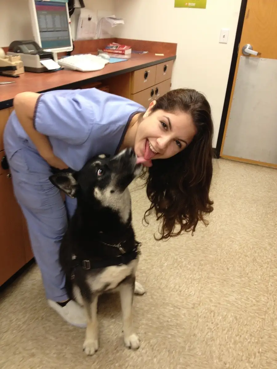 A woman in blue medical scrubs is bending over and playfully sticking her tongue out at a black and white dog that is…