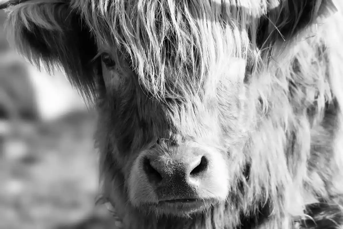 A black and white close-up photo of a Highland cow's face, its shaggy fur partially obscuring its eyes as it looks directly…