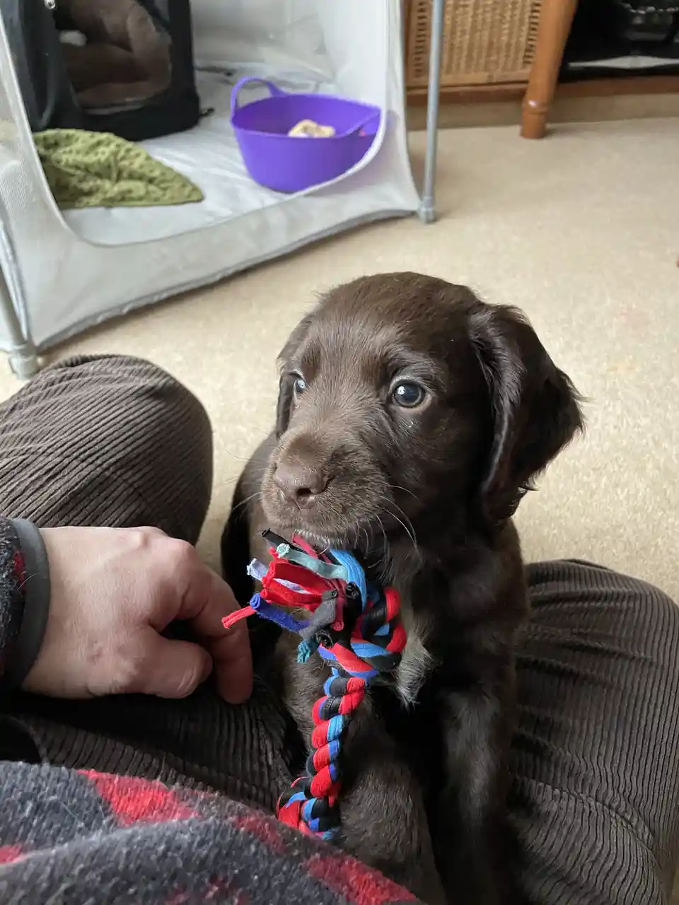 A small brown puppy with large, expressive eyes sits on someone's lap, holding a colorful rope toy. A human hand gently…