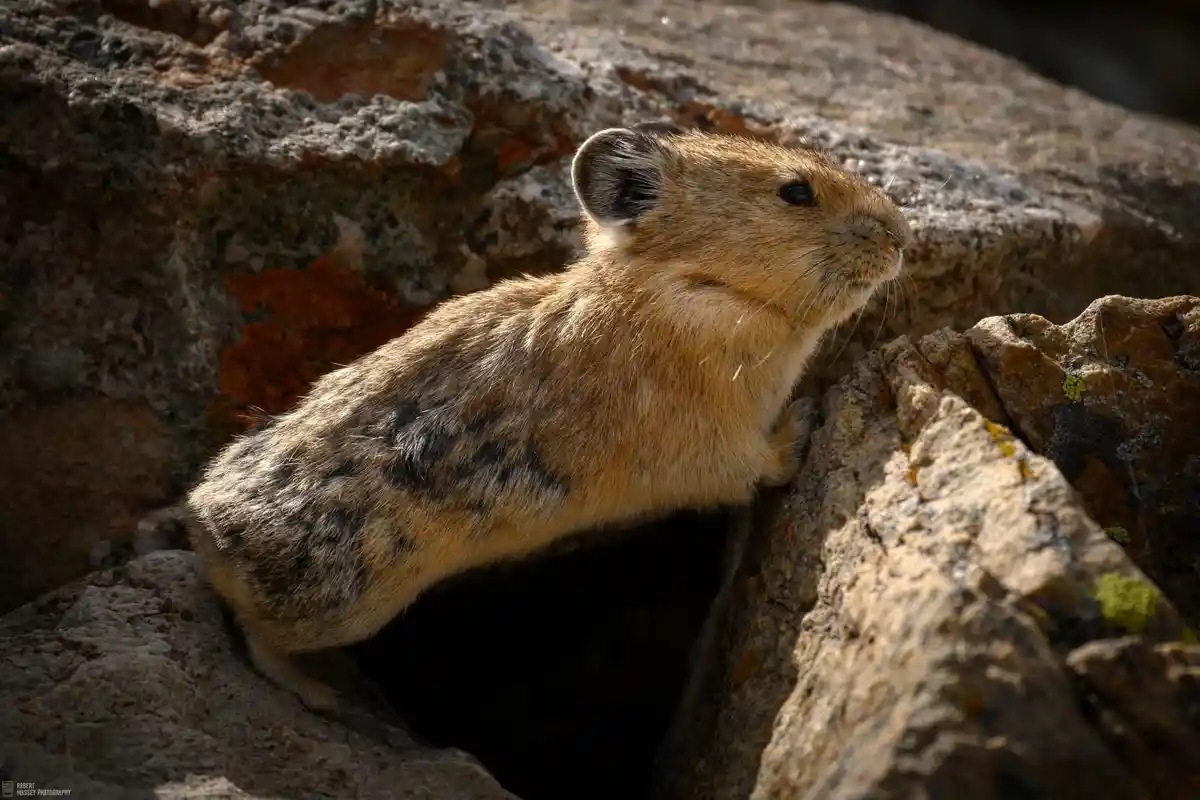A small, furry pika with brown and black speckled fur is perched on rocks, looking alert. The overlaid text reads 'i'm not…