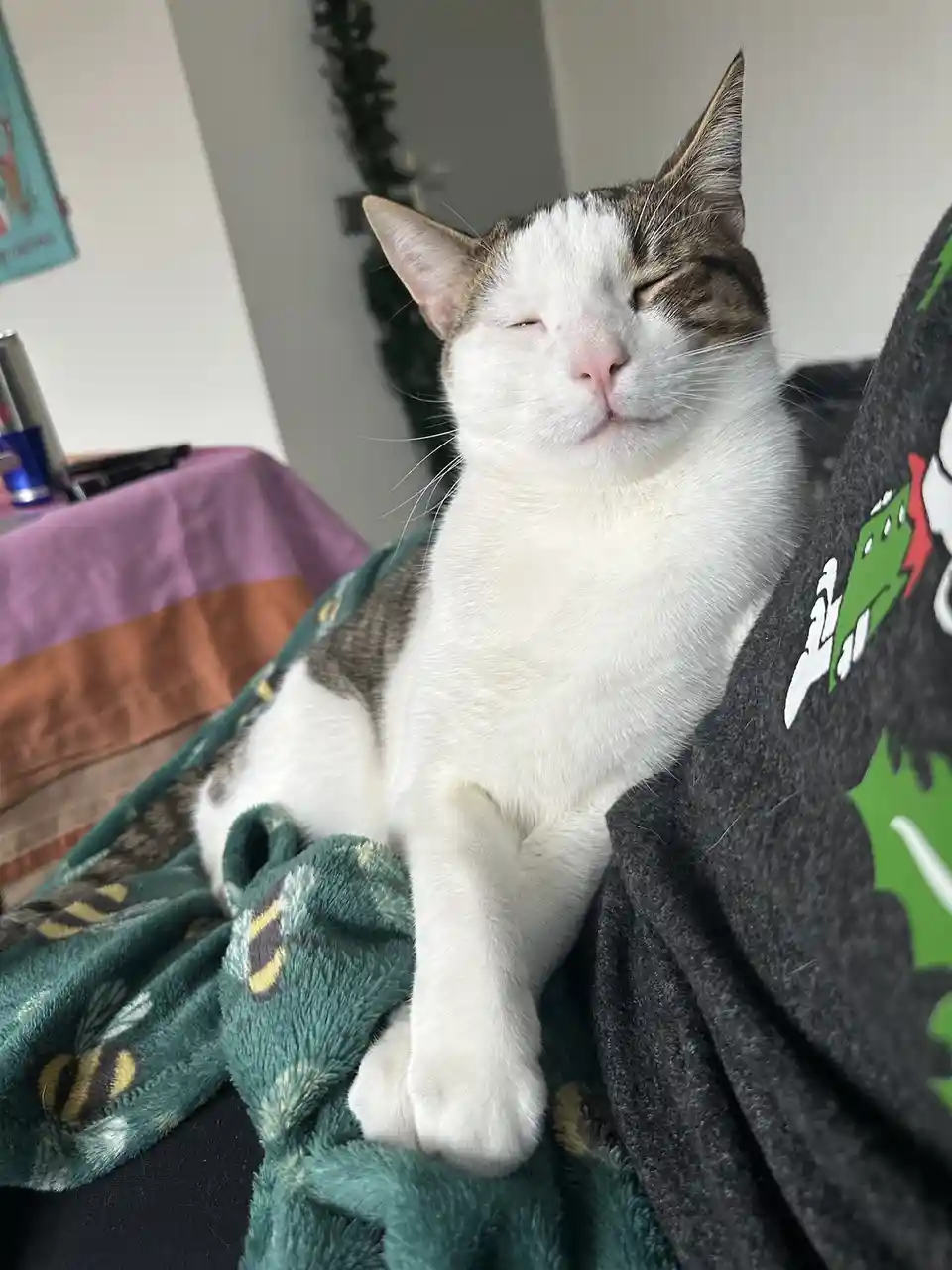 A white and gray cat with one eye closed and a relaxed expression sits comfortably on a person's lap, partially covered by a…