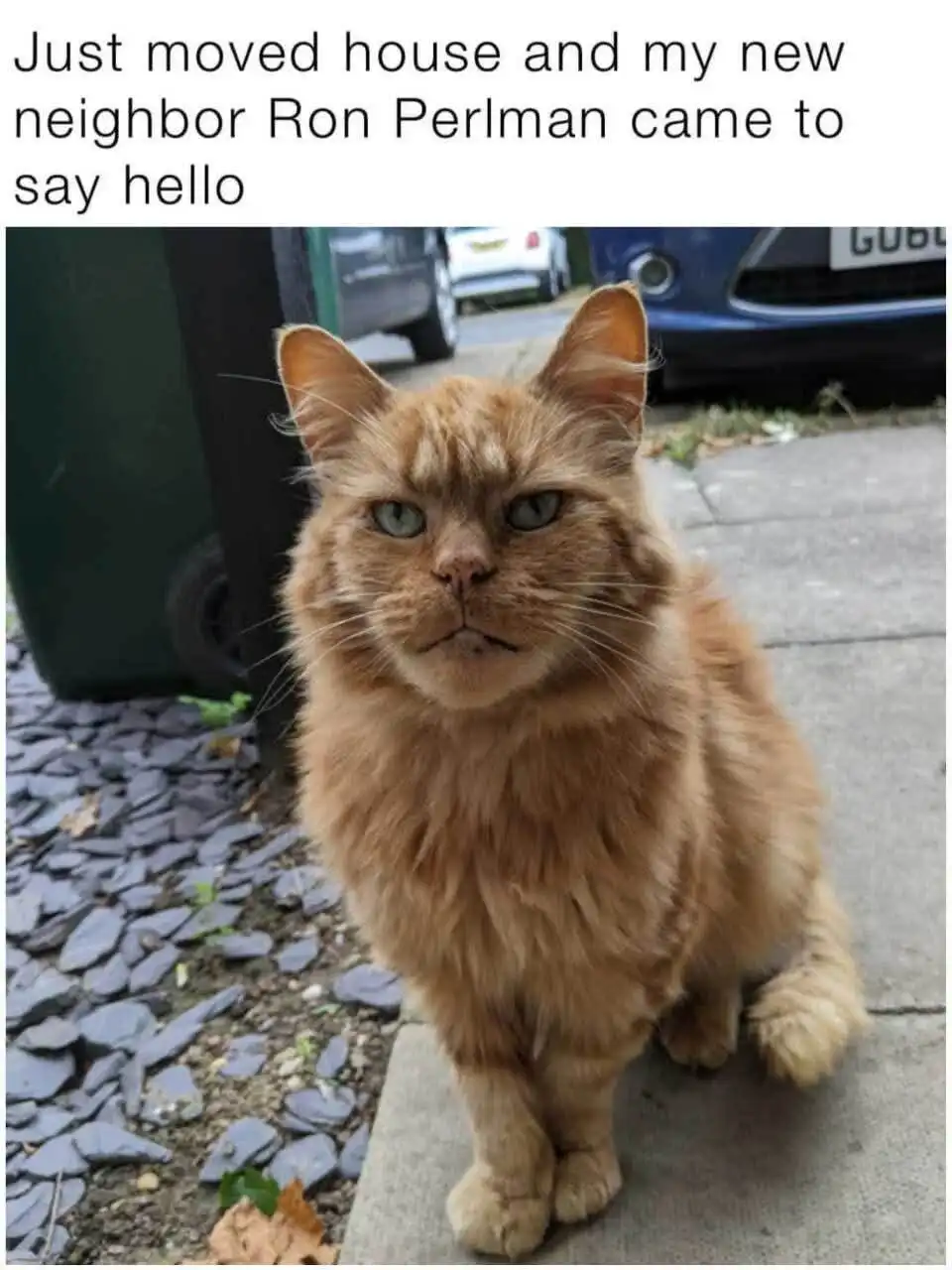 An orange tabby cat with a grumpy, unimpressed expression sits on a sidewalk next to a green trash bin and parked cars. The…