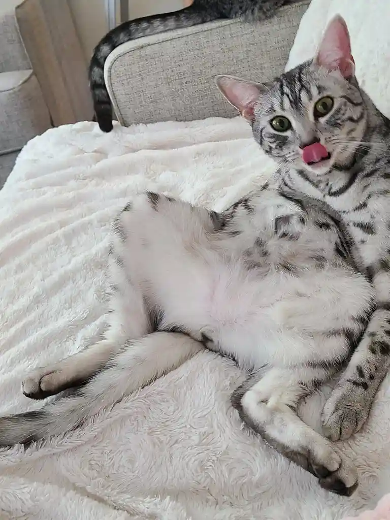 A gray tabby cat with green eyes lies on its back on a fluffy white blanket, licking its nose while looking directly at the…