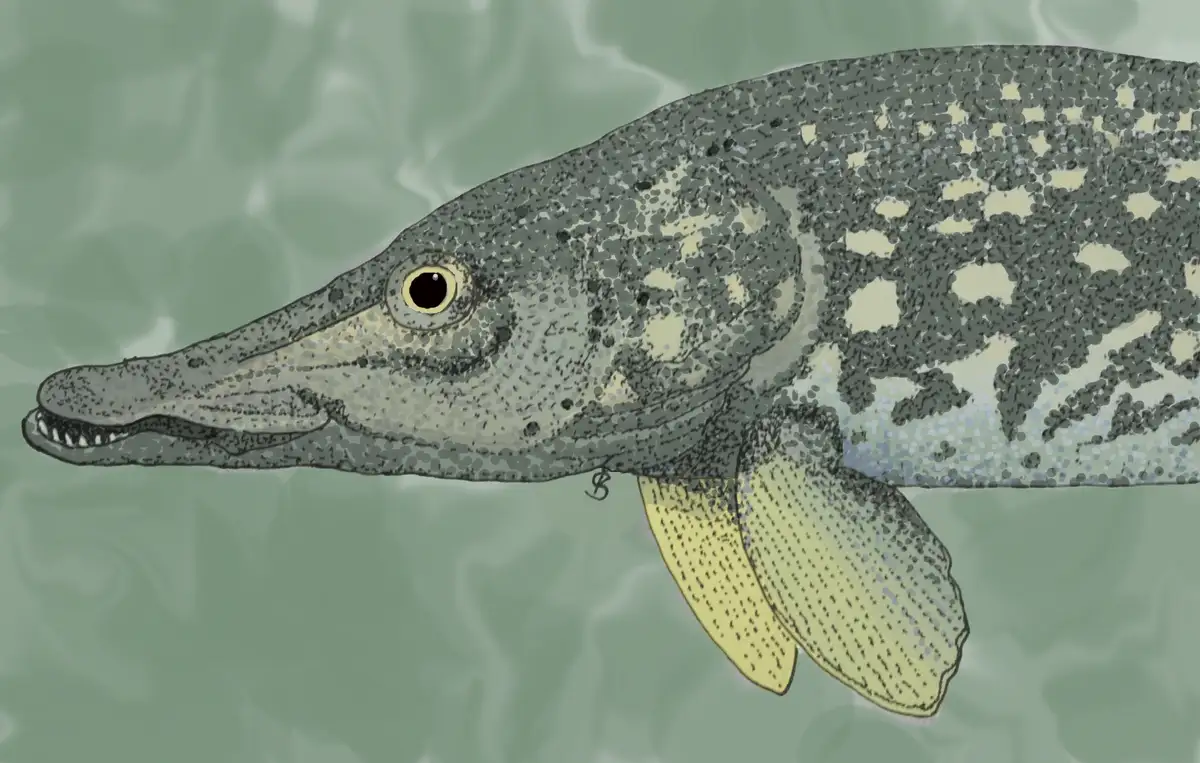 A stylized illustration of a pike fish swimming in greenish water, with a small dollar sign ($) drawn near its lower jaw…