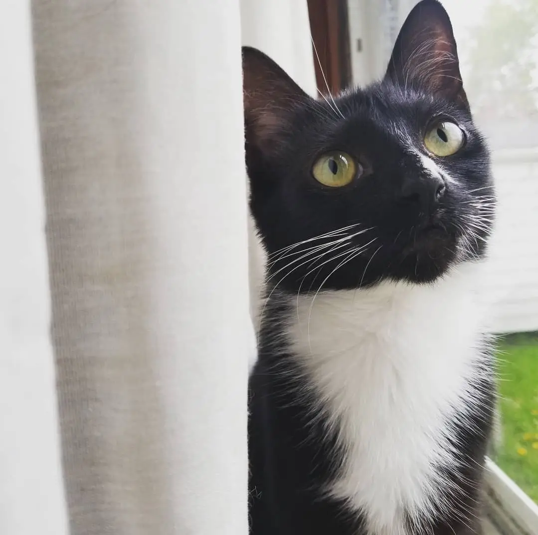 A black-and-white cat with bright green eyes peeks out from behind a white curtain, looking upward with a calm, slightly…