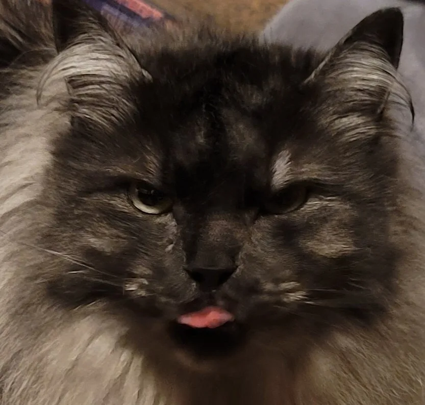 A close-up photo of a fluffy, dark-furred cat with a grumpy expression, its pink tongue slightly sticking out. The overlaid…
