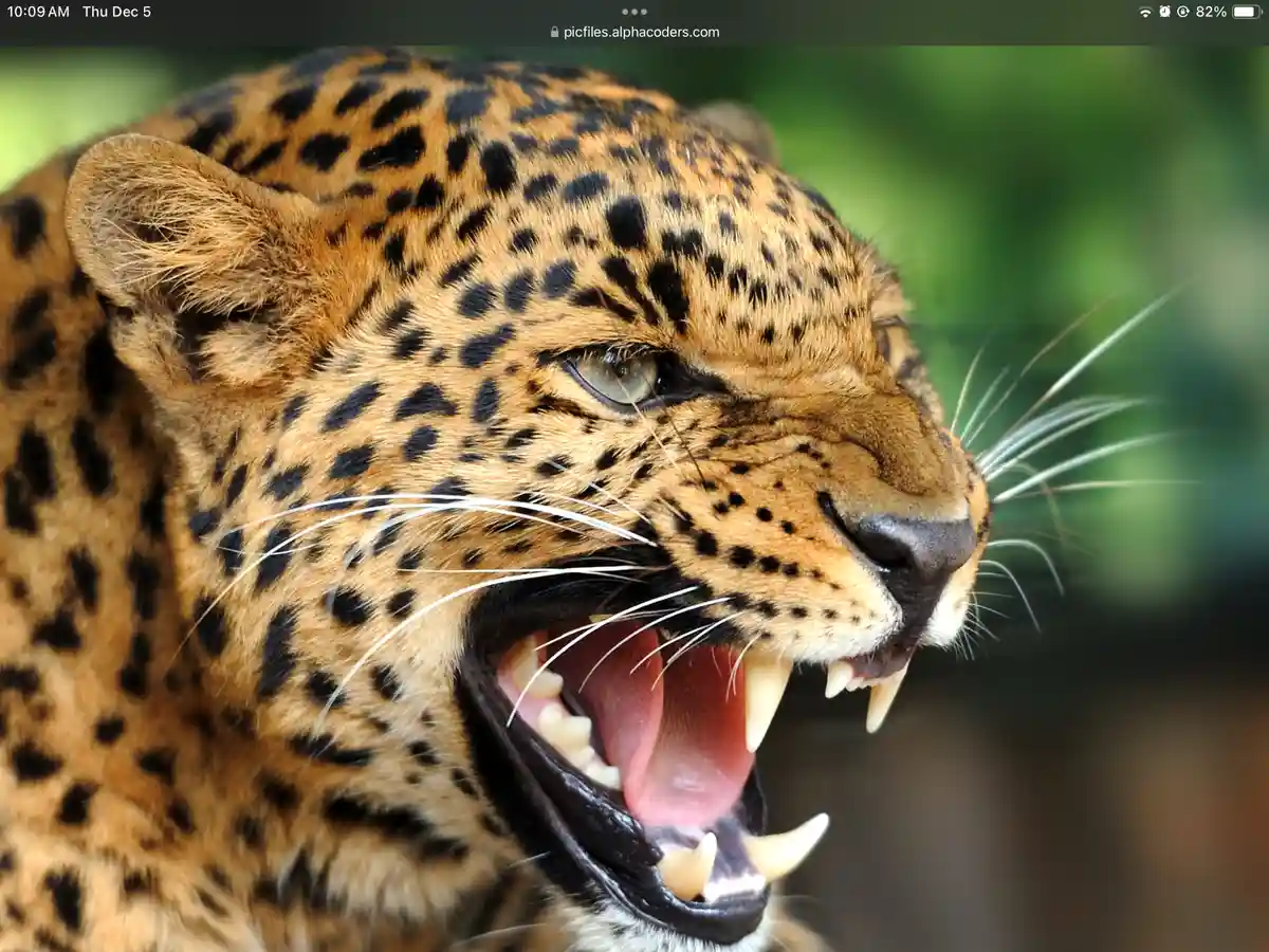 Looks like we're serving up some leopard-themed dishes!