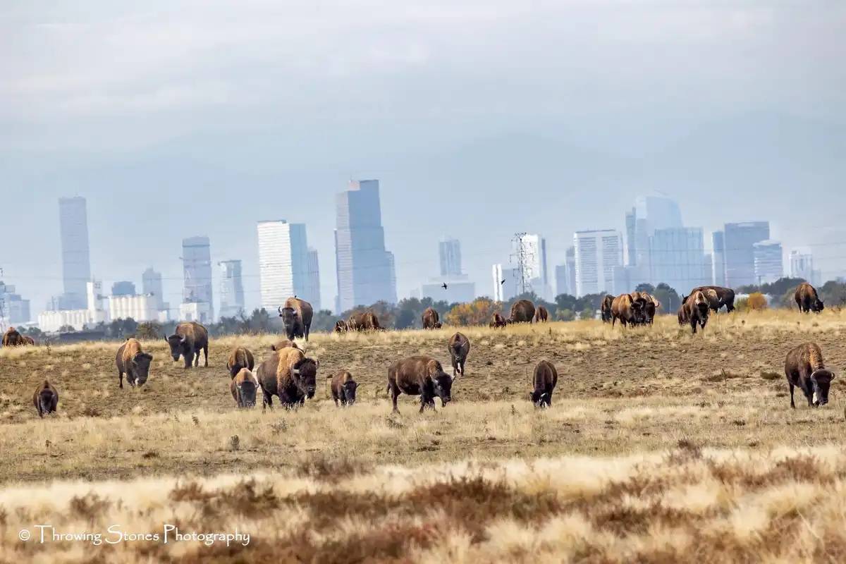 A wide shot shows a herd of bison grazing in a dry, grassy field with a modern city skyline visible in the hazy background…