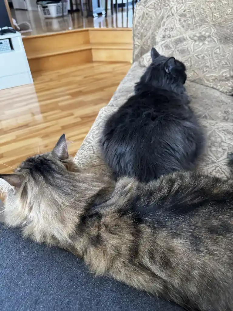 Two cats are lounging on a couch; one black cat sits upright on a patterned cushion, while a larger tabby cat lies curled up…
