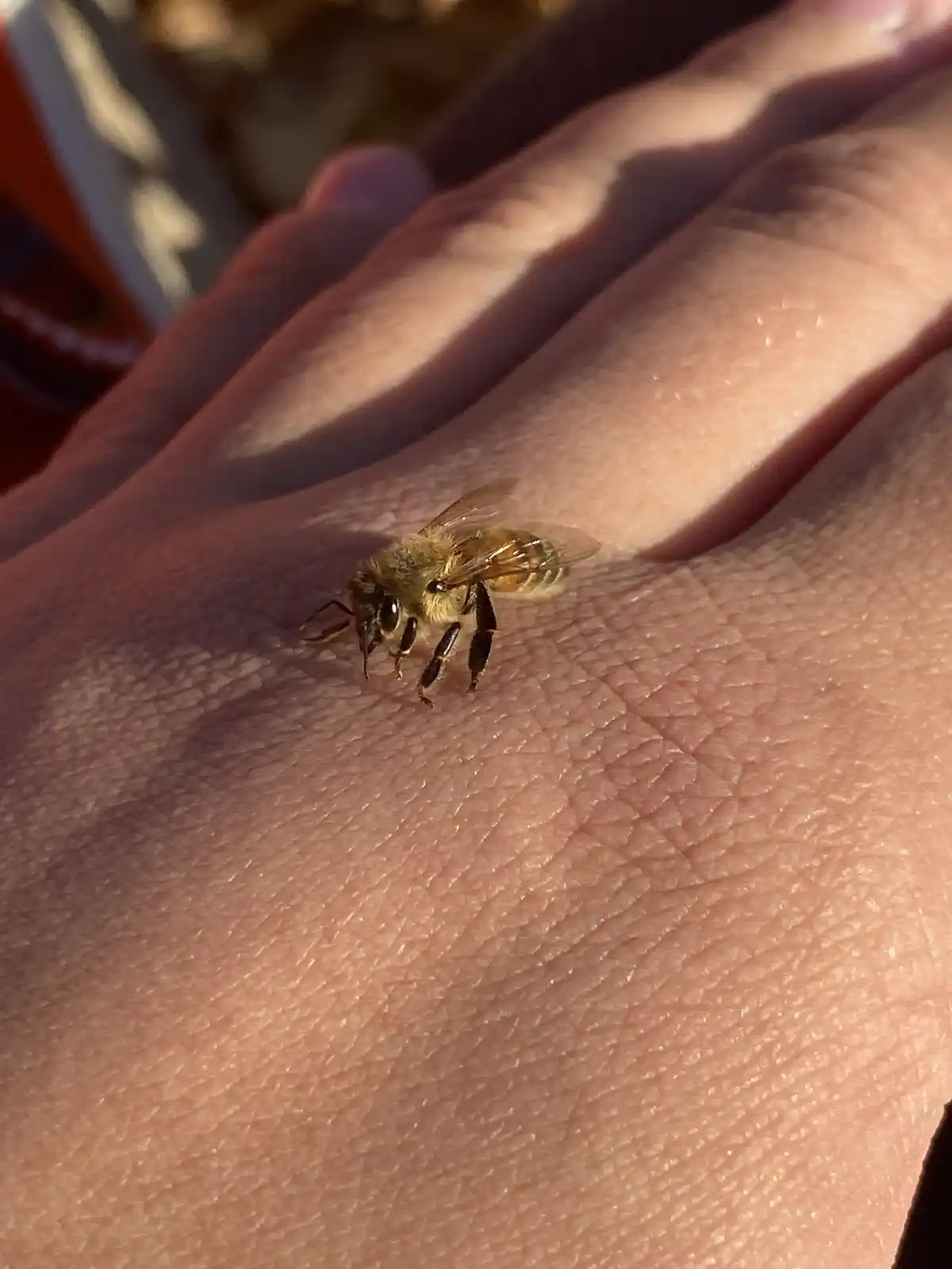A close-up photo shows a honeybee resting on the palm of a person's hand, with sunlight casting shadows across the skin. The…