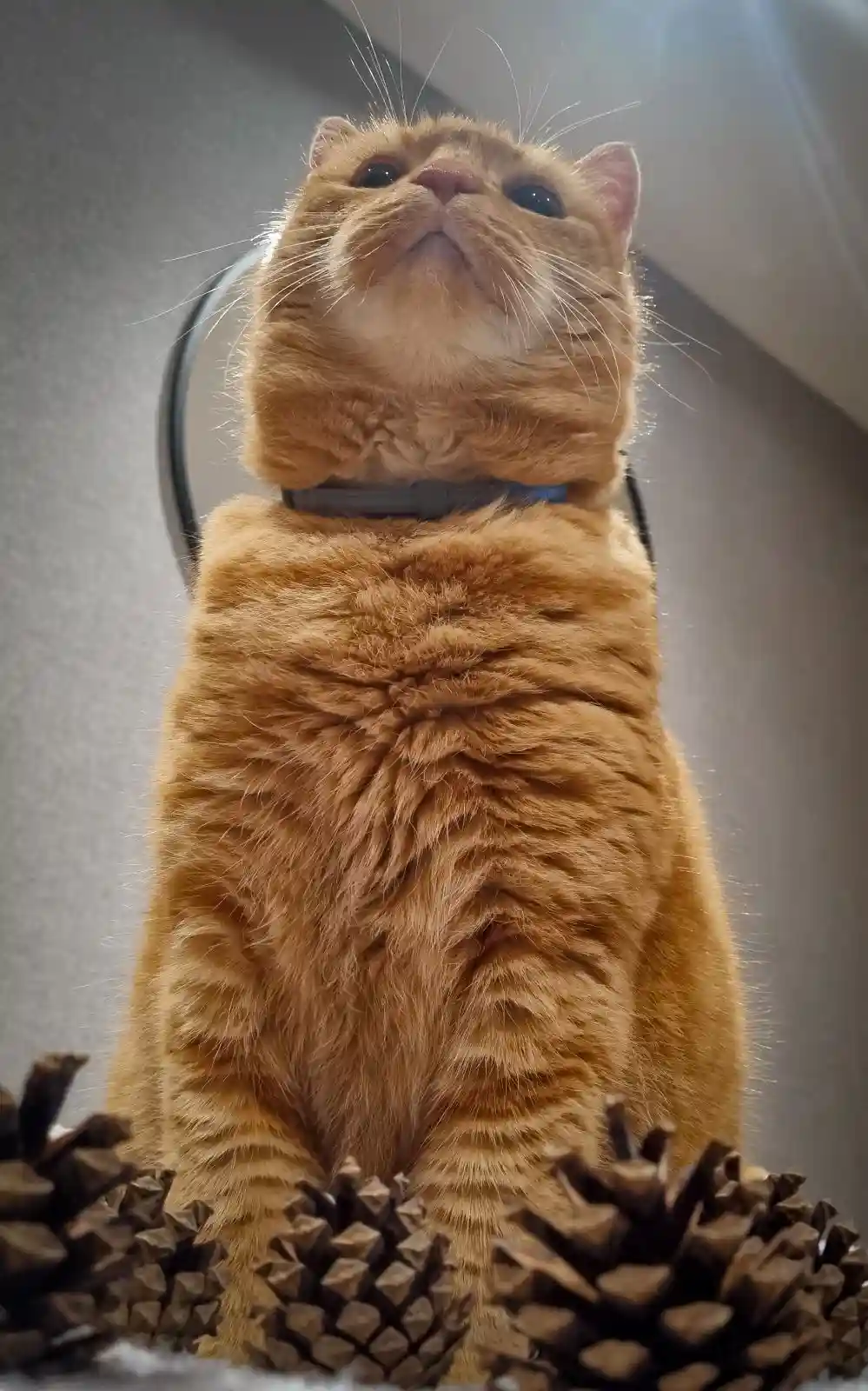 A close-up, low-angle shot of a fluffy orange tabby cat sitting upright, looking upward with a serene expression, surrounded…