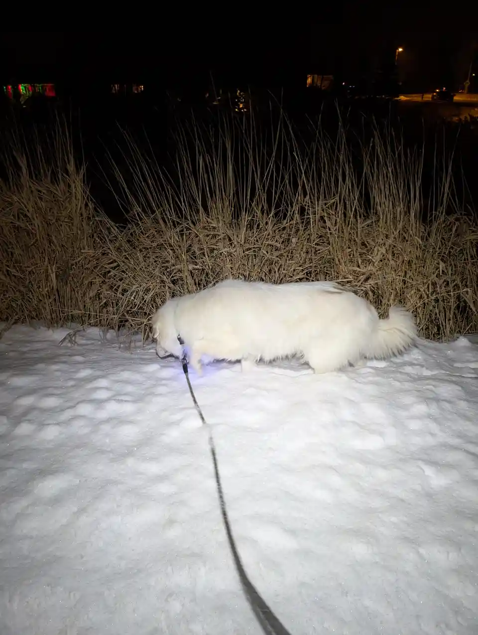 A fluffy white dog walks on a leash through snow at night, its headlamp illuminating the ground as it sniffs. Tall dry…