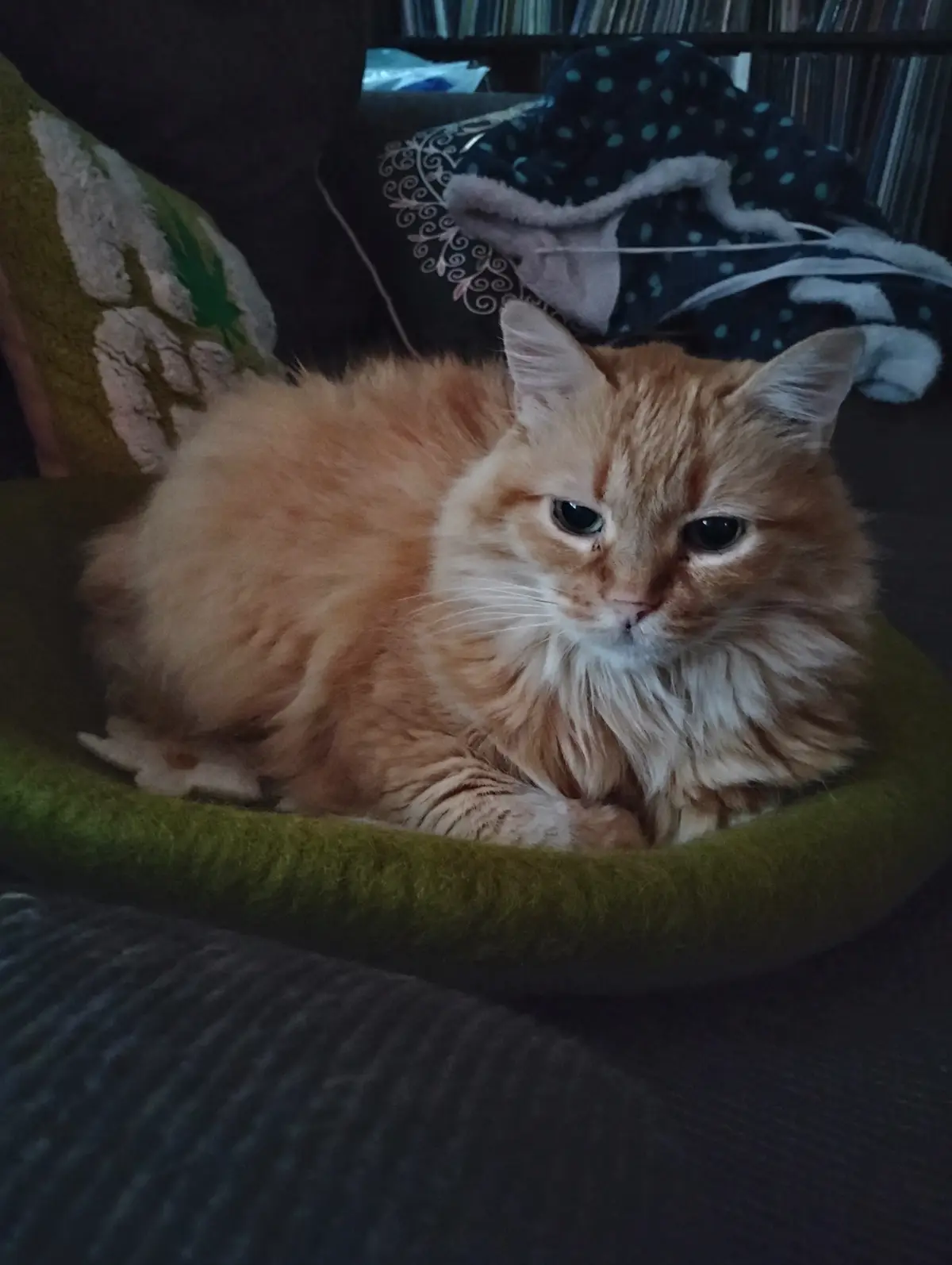 A fluffy orange tabby cat with a sad, unimpressed expression sits in a green pet bed on a couch. Behind it, a dark blanket…