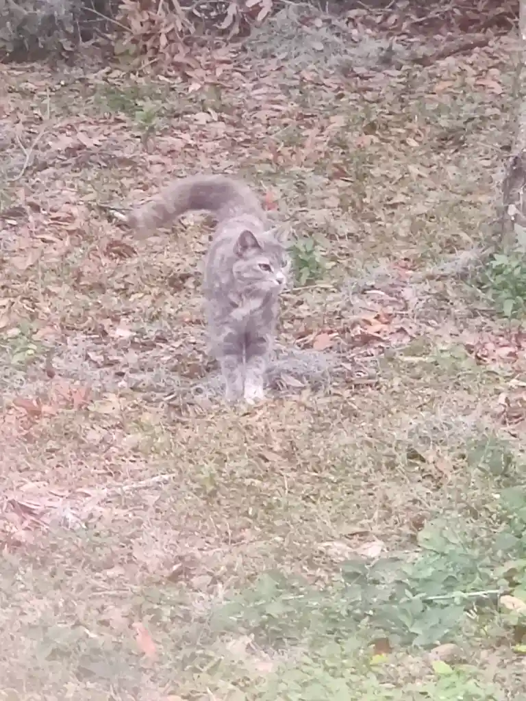 A blurry photo shows a gray tabby cat standing in a grassy area with fallen leaves, looking directly at the camera with a…