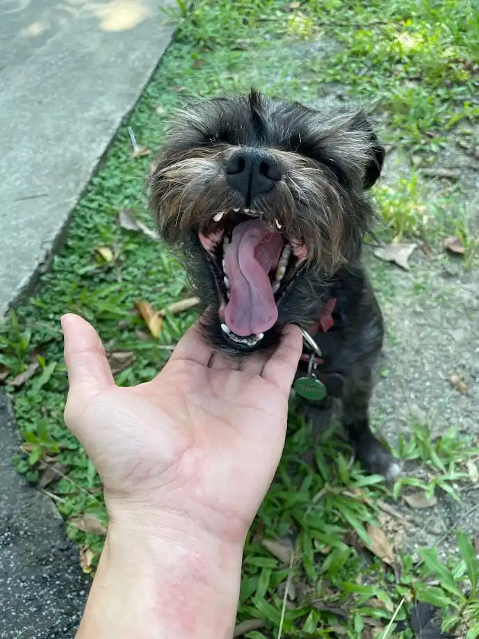A small, scruffy black dog with its mouth wide open in a yawn or bark, looking directly at the camera. A human hand is held…