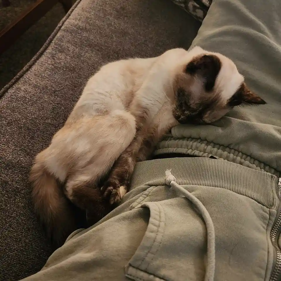 A cream-colored cat with dark points on its ears and face is curled up and sleeping soundly on a person's lap, which is clad…