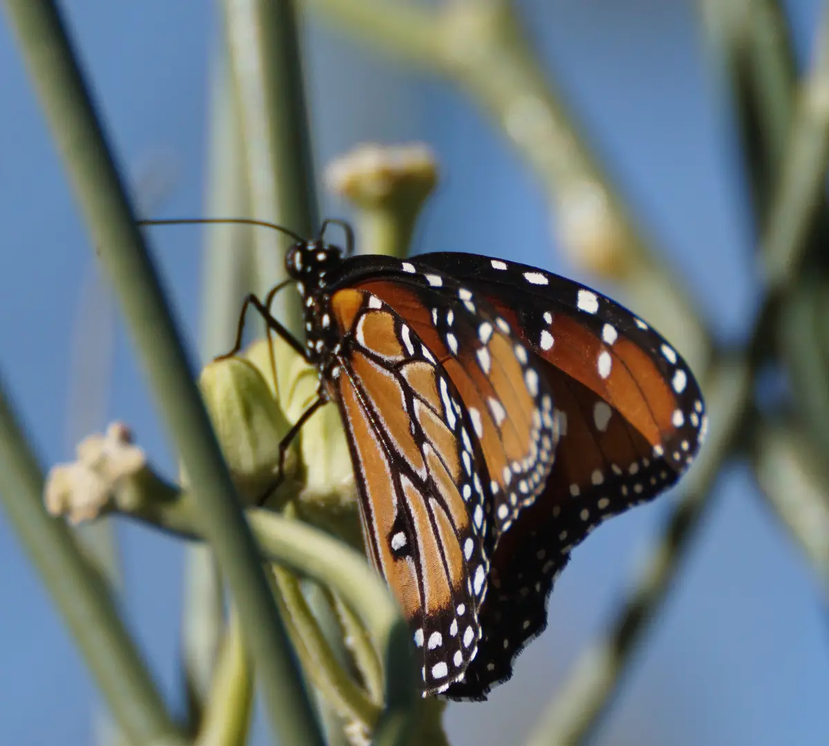 A monarch butterfly with orange, black, and white wings is perched on a green plant stem against a blue sky. The overlaid…