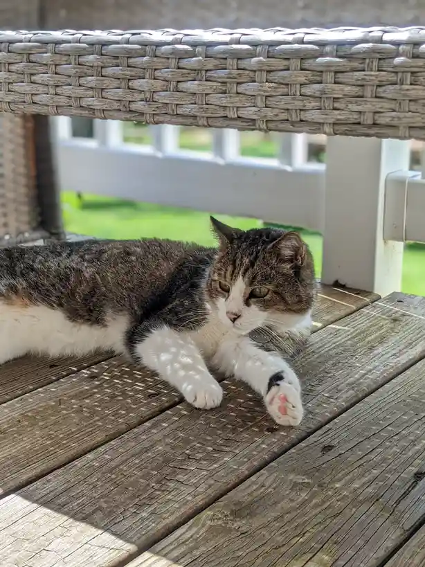 A tabby and white cat lounges on a weathered wooden deck beneath a wicker patio chair, looking relaxed and slightly sleepy…
