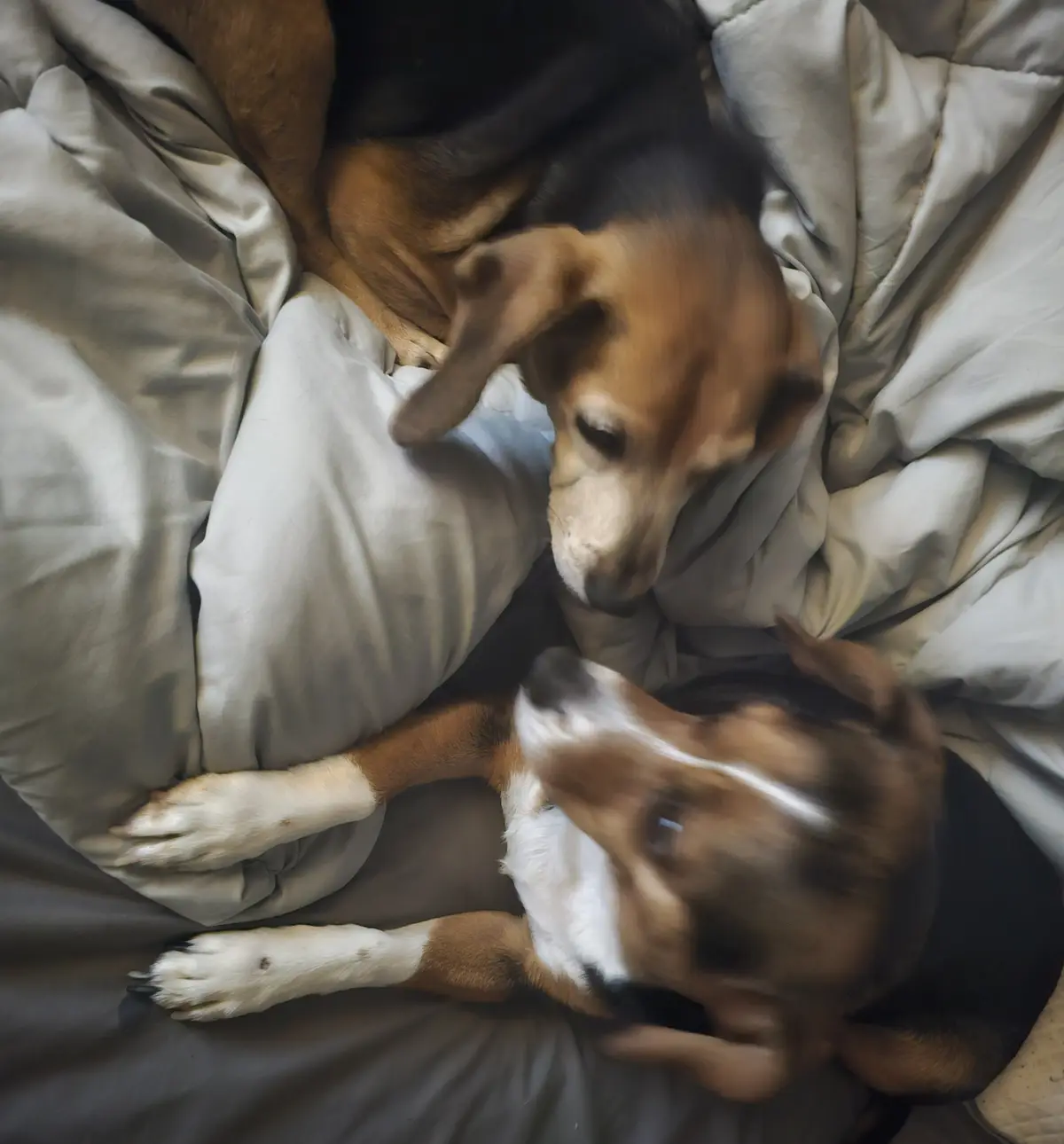 Two beagle dogs are lying on a rumpled bed with gray and white sheets. One dog is still, looking up, while the other is…