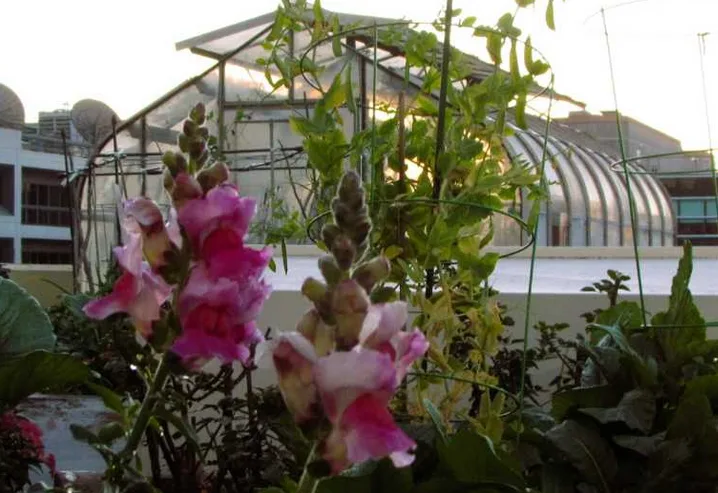 A photo of pink and white snapdragon flowers in the foreground with a greenhouse and other buildings visible in the…