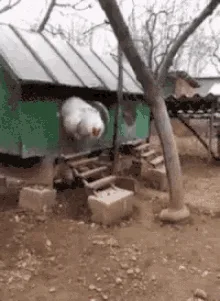 A sequence of six images shows a white chicken jumping off a low wooden platform, landing on its feet, and then walking…
