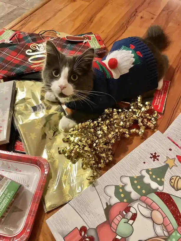 A gray and white cat wearing a blue knitted sweater with a red pom-pom and white fur trim sits among Christmas decorations…
