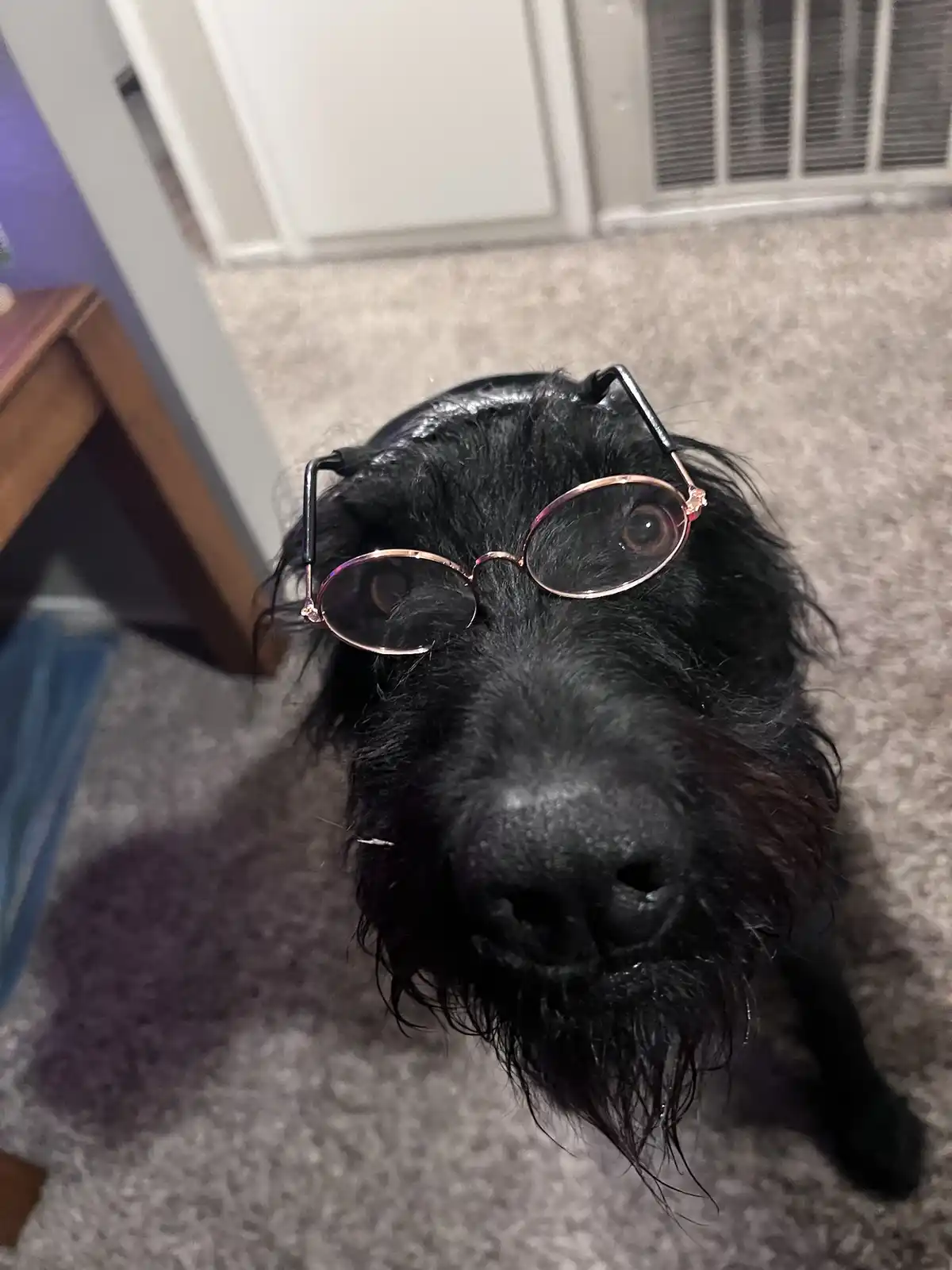A close-up photo of a black, shaggy dog looking up at the camera with a pair of small, round, rose-gold framed glasses…