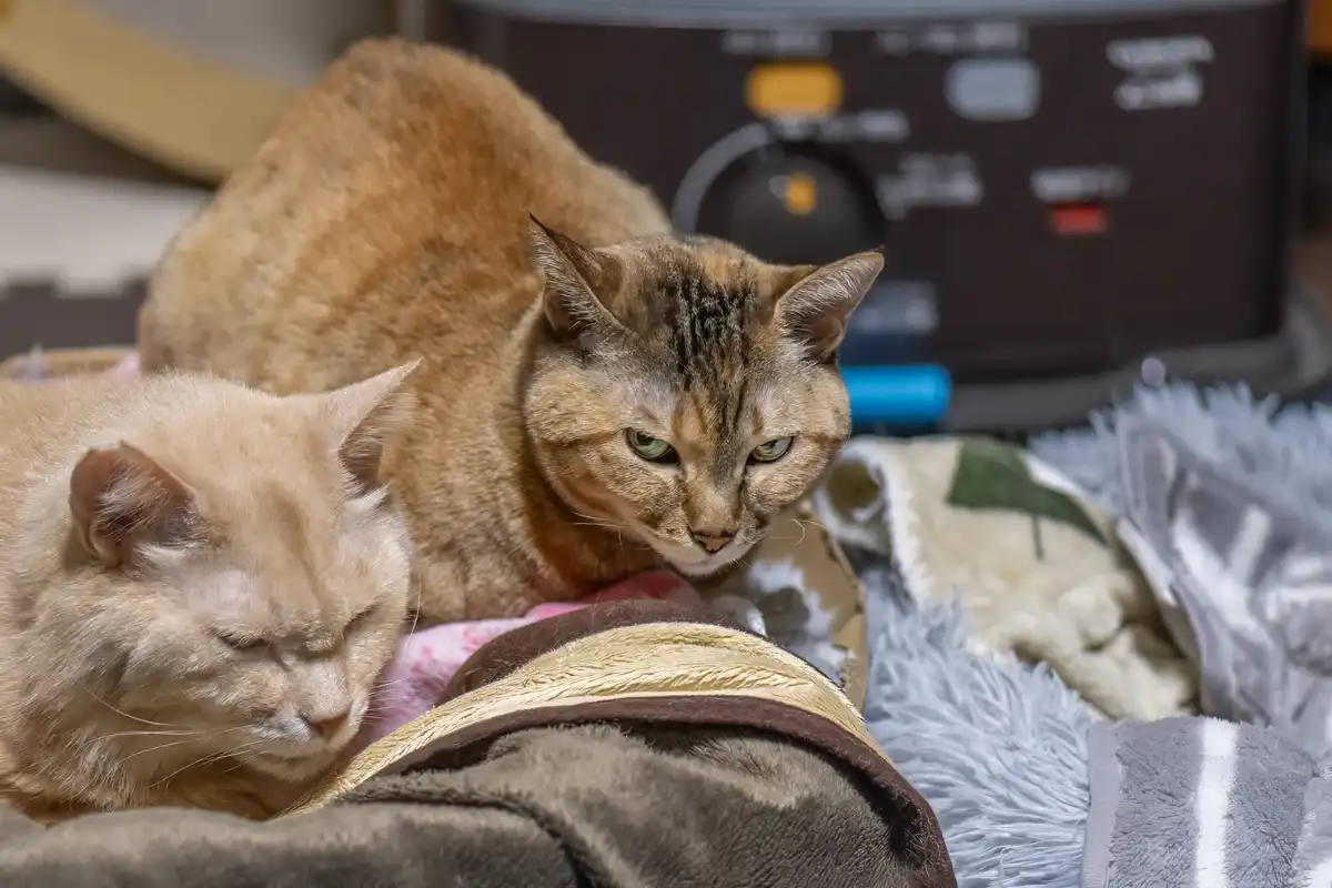 Two cats are resting on blankets; one is asleep with eyes closed, while the other, a tabby, stares intently forward with a…