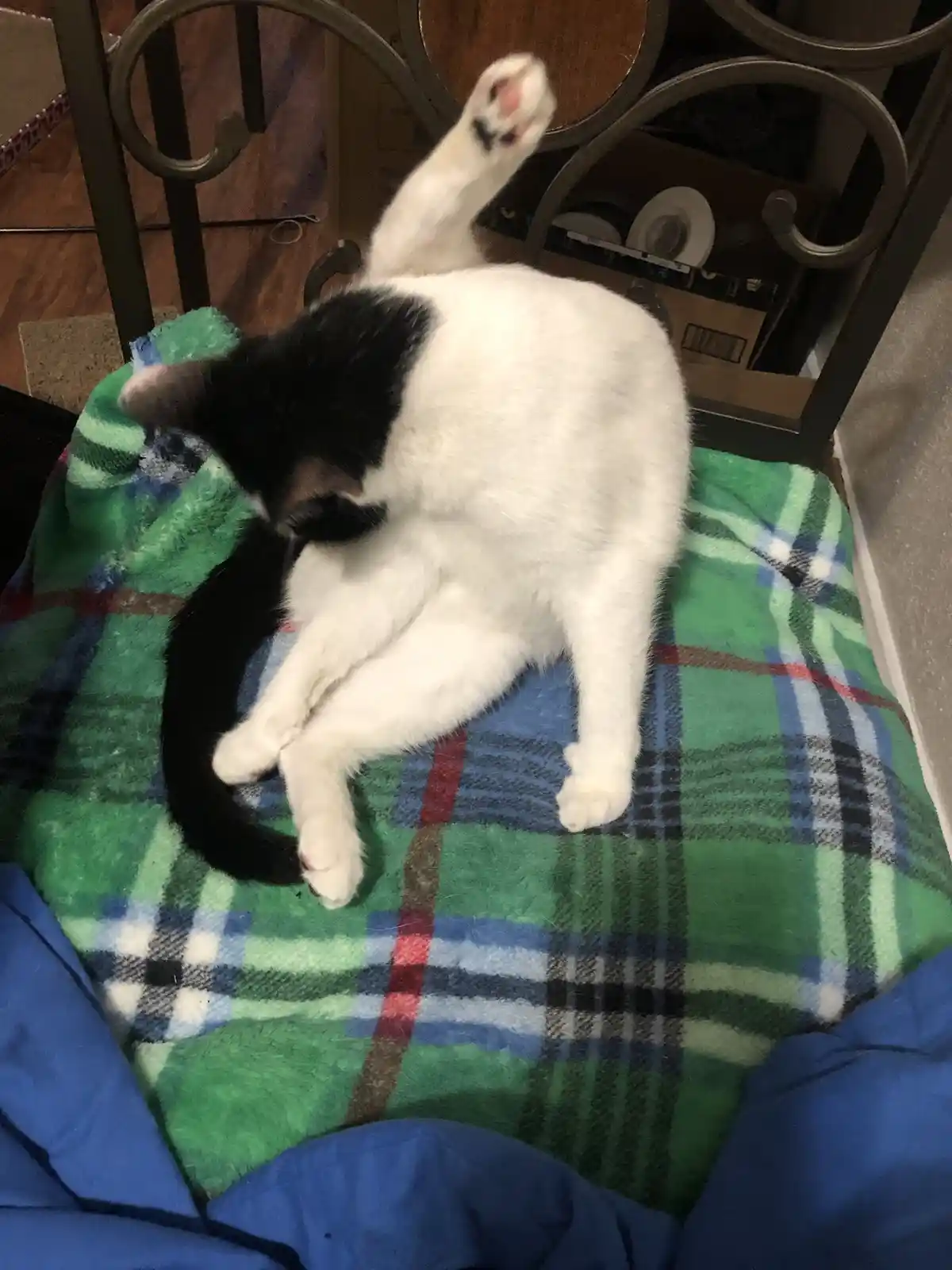 A black and white cat is lying on a green plaid blanket, grooming itself with one paw raised. The cat is positioned on a…