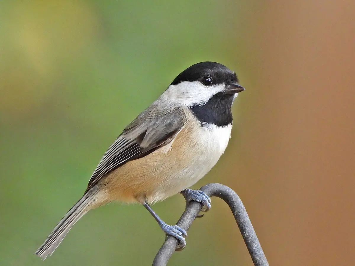 A black-capped chickadee perches calmly on a metal wire against a blurred green and brown background. The bird has a black…