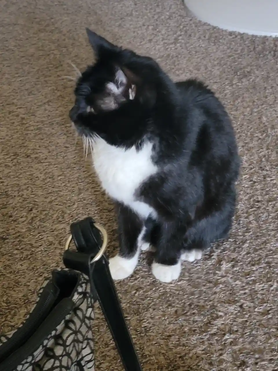 A black and white cat sits on a brown carpet, looking up and to the side with a displeased expression, next to a black…
