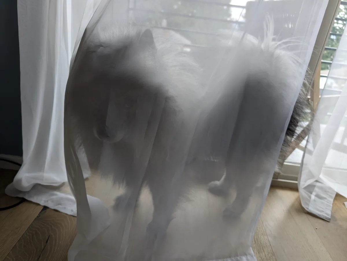 You've been visited by the fluffy ghost who wishes you extra spooky days ahead