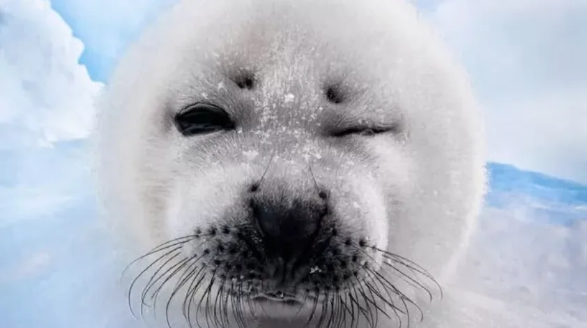 A close-up photo of a fluffy white baby seal with snowflakes on its face, one eye open and one eye closed in a sleepy or…