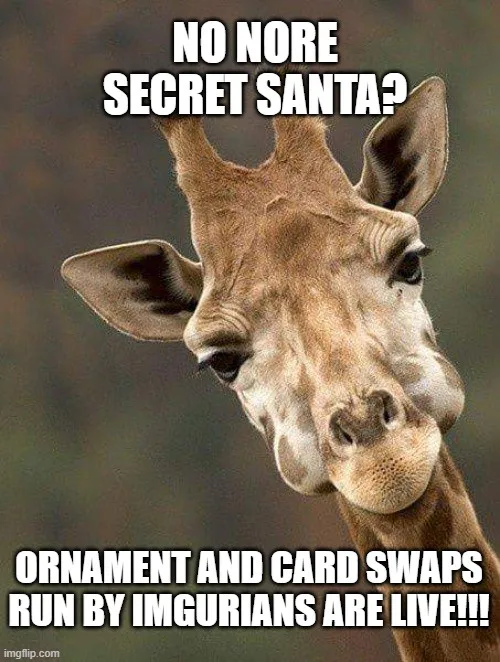 A close-up photo of a giraffe looking directly at the camera with a slightly tilted head and a curious, almost pleading…